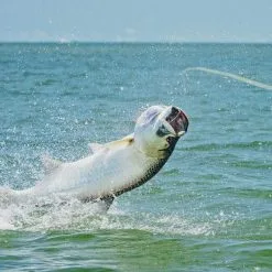 Sage Salt R8 9ft #11 -Billig Fiskespön Butik 0150986 sage salt r8 9ft 11